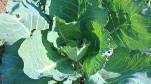 НУЖНО ЛИ ОБРЫВАТЬ НИЖНИЕ ЛИСТЬЯ У КАПУСТЫ: КАК НЕ ДОПУСТИТЬ ФАТАЛЬНУЮ ОШИБКУ. ЭНЦИКЛОПЕДИЯ ДАЧНИКА