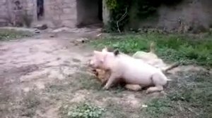 Собака и свинья