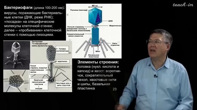 Наука и Сон: Общая биология. Вирусы (часть 2) смотреть онлайн