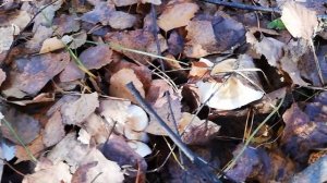 ЧТО ЗА ГРИБ!? Рядовка белая - Tricholoma album