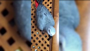 Тимоша говорящий попугай, вид Жако. Подборка видео #7