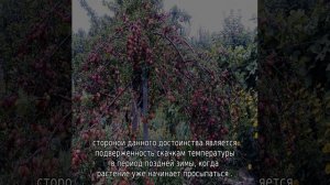 Алыча Лама