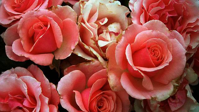 красивая музыка востока смотреть онлайн