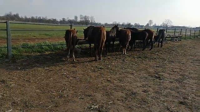 ОБЗОР ЛОШАДЕЙ. КОНЕВОДСТВО.ГНЕДОЙ МУСТАНГ ??? смотреть онлайн