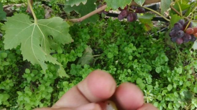 Виноград к-ш Алиса в стране чудес ? смотреть онлайн