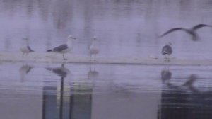 чайки, прилёт птиц в Великий Новгород, 27 января 2024