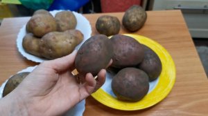 Выбираем сорта картофеля для посадки. Куда пропал сорт АДРЕТТА?