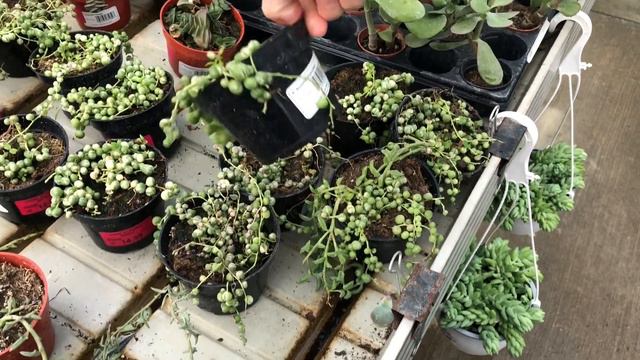 Succulent Shopping at Two Garden Centers/Nurseries смотреть онлайн
