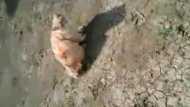 Пугаем кошку смотреть онлайн