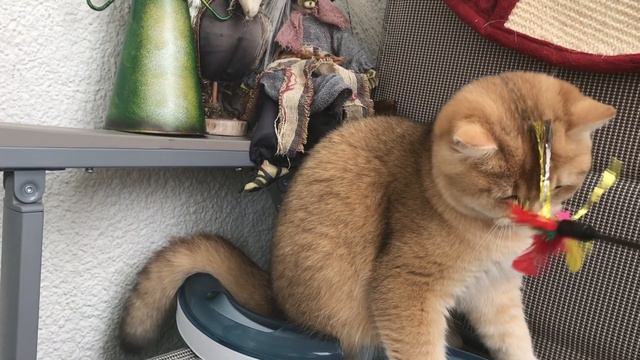 😻🤩❤️🧡❤️ЛЮБОВЬ,ВЕСНА,🐱 🐈 💞💕💖ЗОЛОТАЯШИНШИЛЛА💘💝💖🧡💞