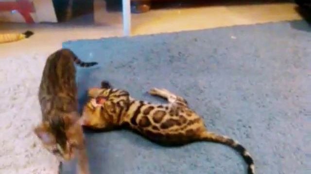 Бенгальские коты