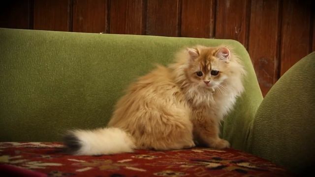 British kitten Ulrika Glory SunRay BLH ny 12 Female | Британский котенок золотой завуалированный