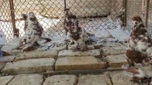 Андижанские голуби Pigeons