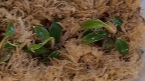 филодендрон карамель марбл вар