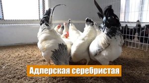 Адлерская серебристая | куры несушки | породы кур