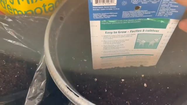 🇨🇦I Forgot to Plant my Bulbs/Planting Bulbs in the Winter| Nino and Lo🧑🏾🍳👩🏽🌾 смотреть онлайн