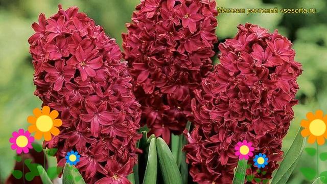 Гиацинт Вудсток. Краткий обзор, описание характеристик, где купить луковицы Woodstock смотреть онлайн