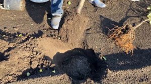 Как правильно посадить саженцы плодовых деревьев. Посадка саженцев яблони. Открытая корневая систем