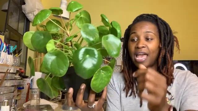Haus Bright Grow Light Review | #growlight #hausbright #chinesemoneyplant #plants