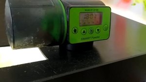 Цихлиды в 250 литровом аквариуме.