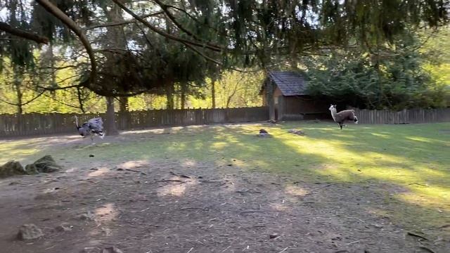 Зоопарк в Аугсбург. Германия. Две ламы гоняются за страусом. Смешные животные ) смотреть онлайн