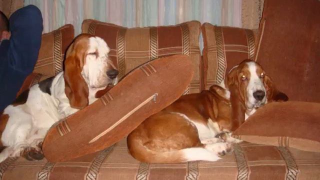 Памяти Снупа.wmv смотреть онлайн