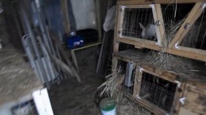 КРОЛИКИ ДЕРЕВЕНСКИЕ | Как мы решили разводить кроликов...