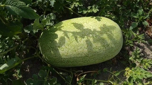 Арбузы, дыни, тыквы смотреть онлайн