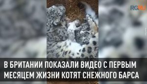 В Британии показали видео с первым месяцем жизни котят снежного барса