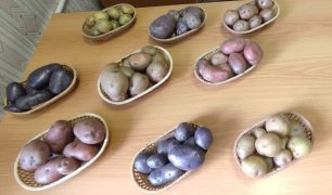 УдмФИЦ УрО РАН вывел шесть новых импортозамещающих сортов картофеля