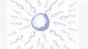 ERKAK URUG'INI SIFATINI OSHIRISH  ЕРКАК УРУГИНИ СИФАТИНИ ОШИРИШ