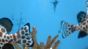 Рыбы рек и океанов Многообразие форм и видов