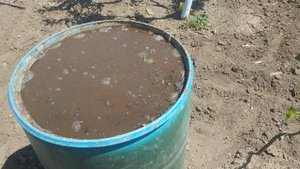 Азотное удобрение из куриного помёта.Рецепт,применение.