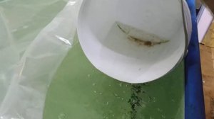 разведение креветок Розенберга
