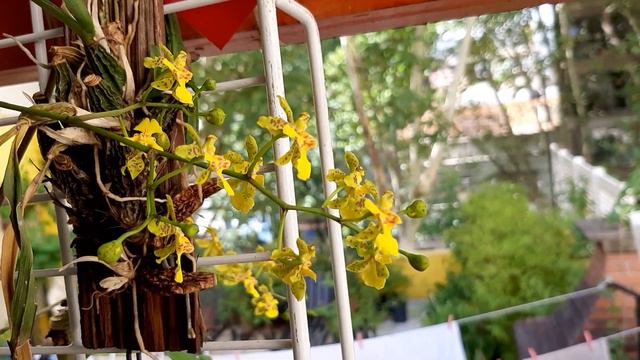 CUÁL ES LA ORQUÍDEA MUY SIMILAR A LA BRASSAVOLA TUBERCULATA QUE DESLUMBRA CON SUS VARAS DE FLORES смотреть онлайн