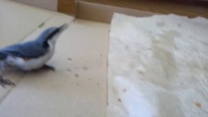 Птичка после удара об окно