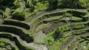 Рисовые поля на Бали