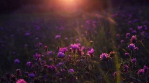 Погрузитесь в атмосферу летнего вечера. Звуки цикад и пение птиц на цветочном лугу