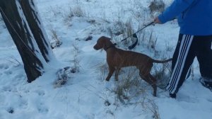 Венгерская выжла (6 мес.) подготовка к  охоте на зайца!