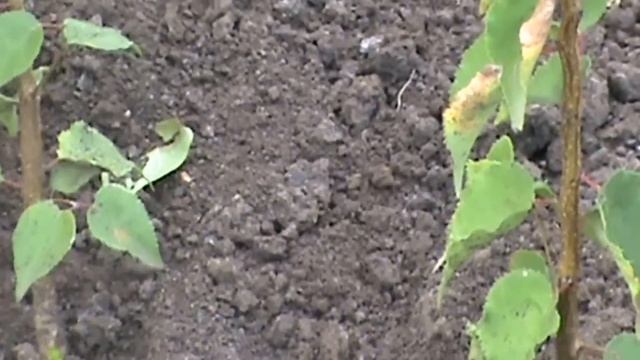 Окулировка персика. смотреть онлайн