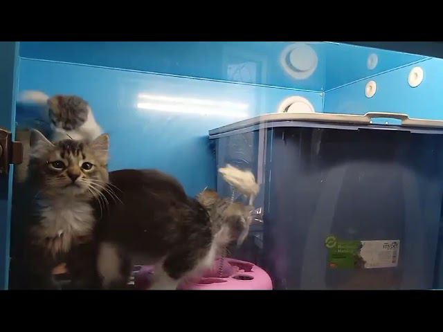 30 05 Котята девочки  2 мес  ИЩУТ ДОМА!!!