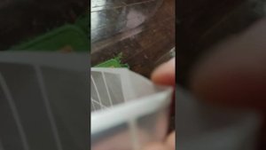 УШМ Болгарка MAKITA DGA512.