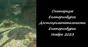 Океанариум Екатеринбурга. Достопримечательности Екатеринбург. Ноябрь 2023