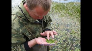 Гидробиология Забайкалья. Цветение токсиногенных цианобактерий в озере Котокель (Бурятия)