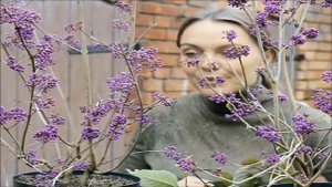 Pięknotka,Callicarpa bodinieri 'Profusion' + ROZDANIE zamknięte
