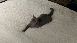 Британский ? котёнок 6 месяцев , какой же всё таки он большой )))