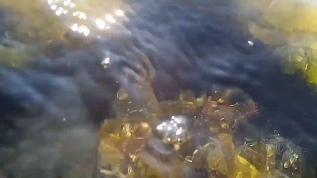 Прозрачное море
