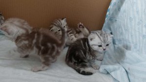 Шотландцы котята. 21 день