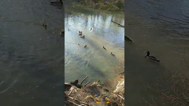 Весна в январе в Ростове-на-Дону.