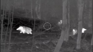 Охота на кабана в феврале, R8 223rem Pulsar Thermion XP50 пуля Norma Oryx 55gr.